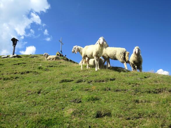 Gipfelkreuz, Marterl, Schafe, Himmel.