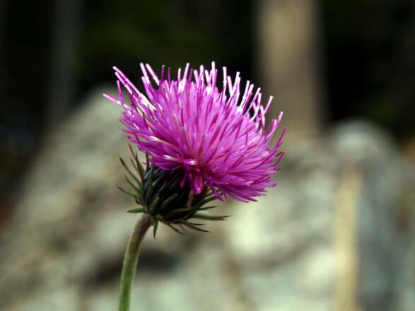 Alpendistel, Spätblüher Ende November