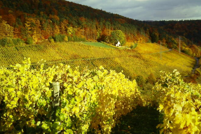 Weinberge