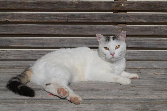 Unsere Katze sonnt sich gerne auf unserer Hausbank