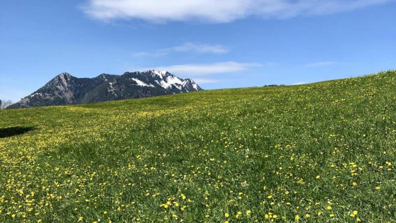 Blühende Frühlingswiese vor unserem Hausberg &quot;Grünten&quot;