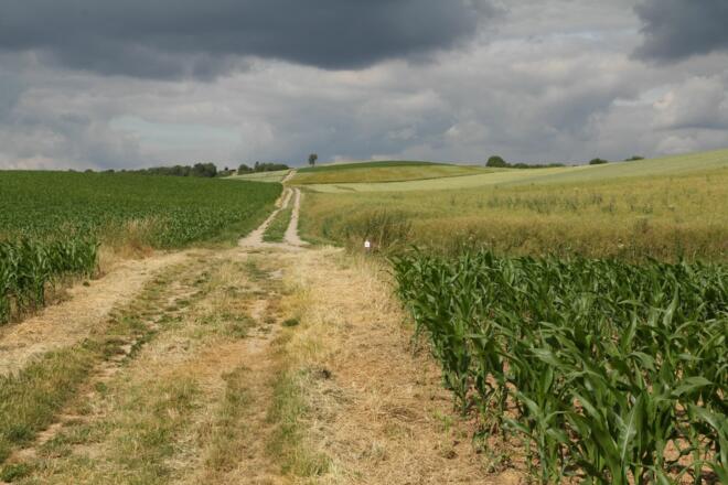 Feldweg Richtung Steinfeld