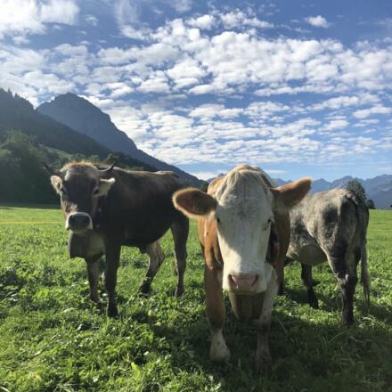 Urlaubshighlight: Viehscheid in Schöllang