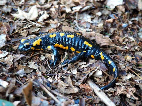 Feuersalamander vor dem Felsentor (~900m)