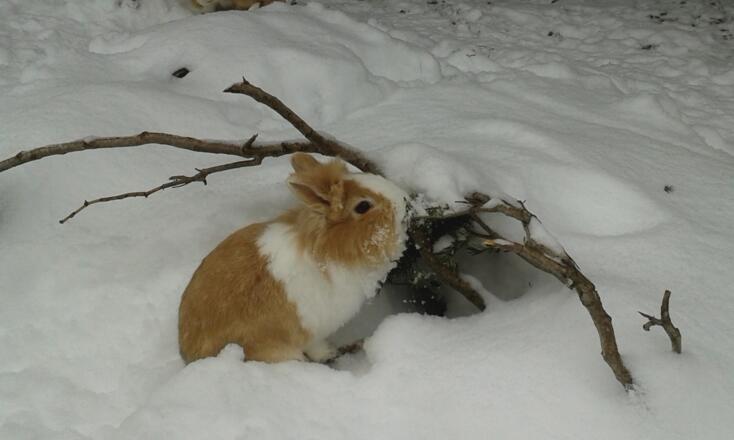 Unsere Hasen dürfen auch im Winter ins Freie