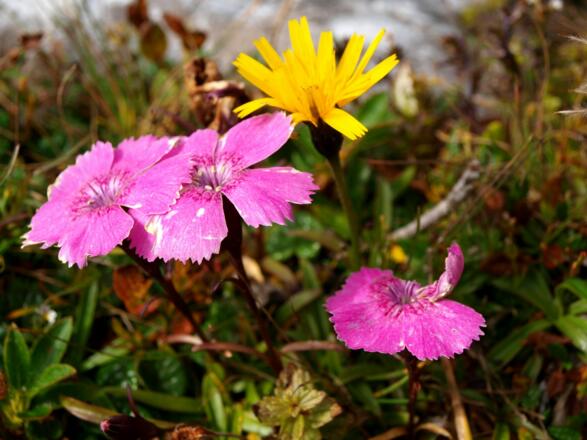 Alpennelken auf der Speikwiese 2120m