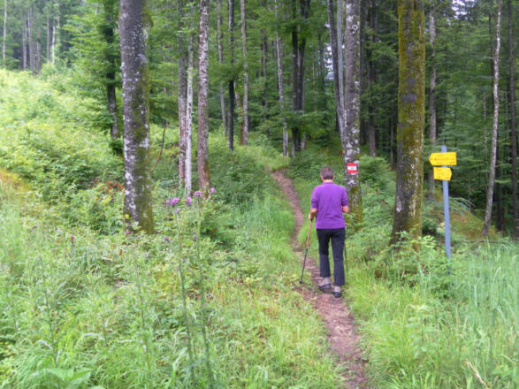 gemütlicher Waldpfad bei Grünau