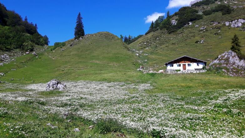 Kirchdorf_Kaiser-Niederalm_Wilder Kaiser