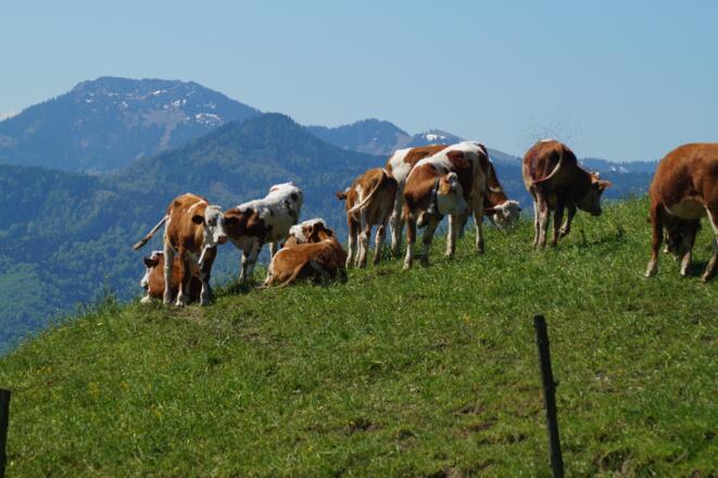 Unsere Kühe dürfen im Sommer auf die Weide