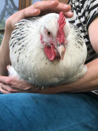 Nah dran an unseren Tieren