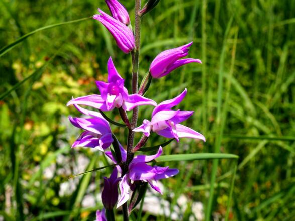 Rotes Waldvögelein im Kahlschlag (~800m)