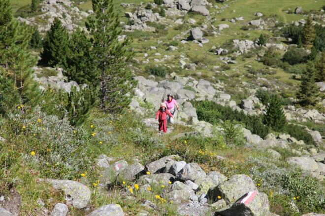 Weg durch Latschenkiefer aufwärts