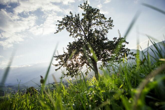 Zwerwald - Letze - Riezlern