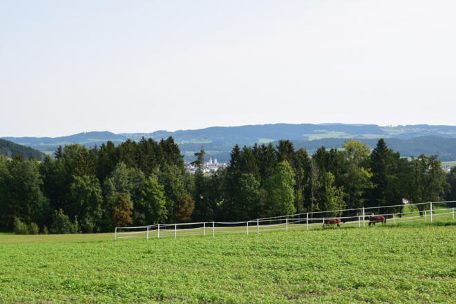 Freistadt, hinter den Bäumen