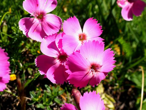 Alpennelken beim Talabstieg um 2000m