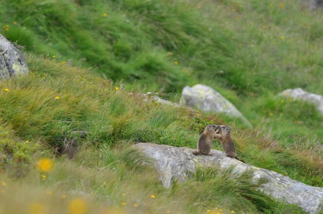 Murmeltiere bei der Greizer Hütte