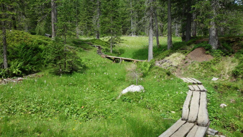 Holzstege (~1335 m) Löckermoosrundweg
