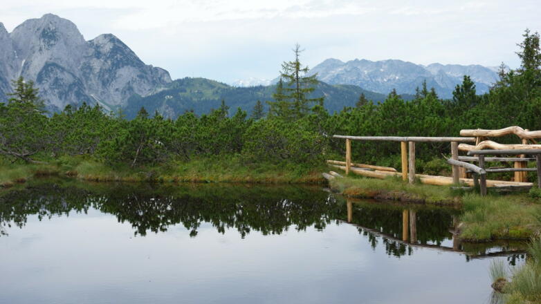 Moorauge 1400m mit Gosaukamm