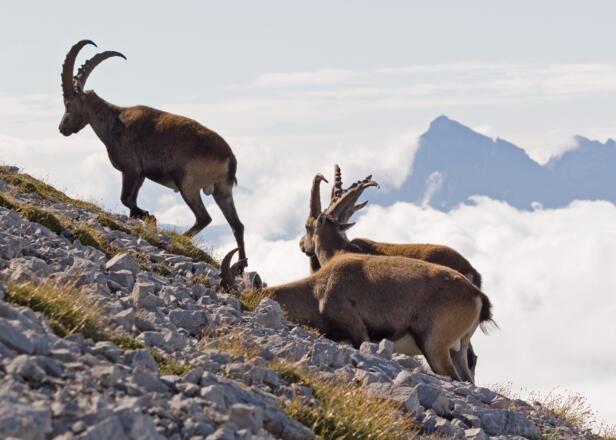 Steinböcke können des öfteren im Gipfelbereich des Großen und Kleinen Solsteins beobachtet werden!