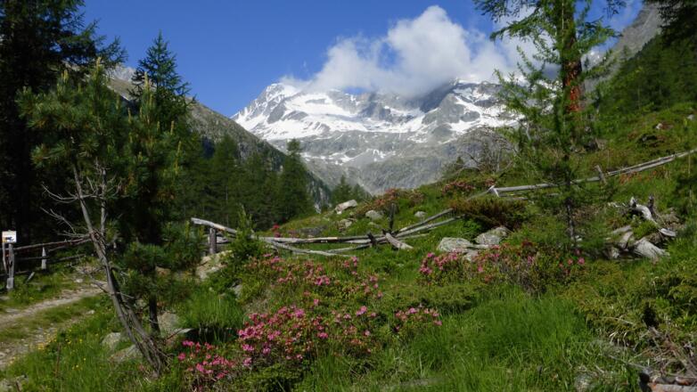 Im Patscher Tal während der Almrosenblüte