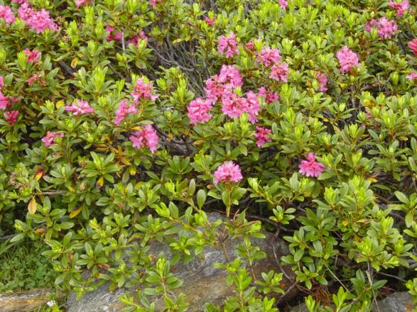 Die Alpenrosen im Juni / Juli.