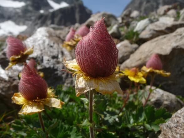 kriechende Nelkenwurz - tolle Blütenpracht im Verwall