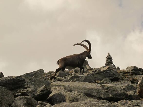 Ausschau halten lohnt sich - Wir sind hier im Reich der Steinböcke - 