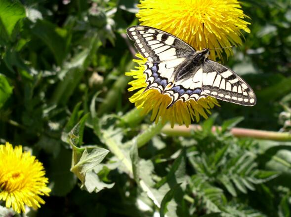 Schwalbenschwanz am Ochsenkogel 936m