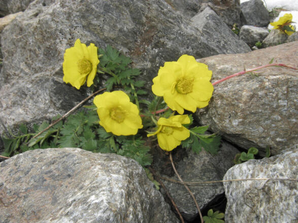Alpine Blumen auf kargem Boden: Der Petersbart