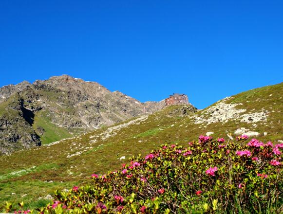 Lasörlinghütte 2296 m, mit Almrauschwiese