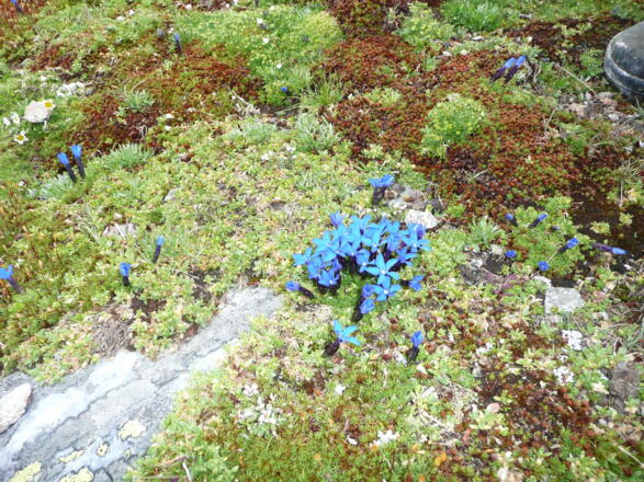 Blumen am Wegesrand.