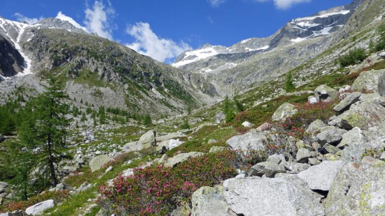 Aufstieg während der Almrosenblüte