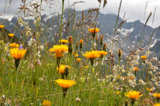 Blumenparadies vor der Plangeroßalm
