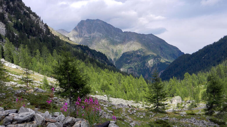 Beim Abstieg: Bald ist der Fahrweg wieder erreicht