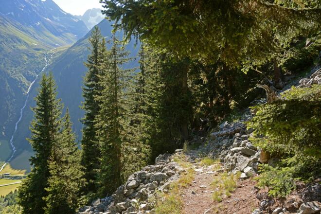 Anfangs führt der Weg durch urigen Fichtenwald