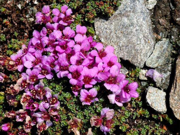 Blumenpolster, roter Steinbrech um 3100m