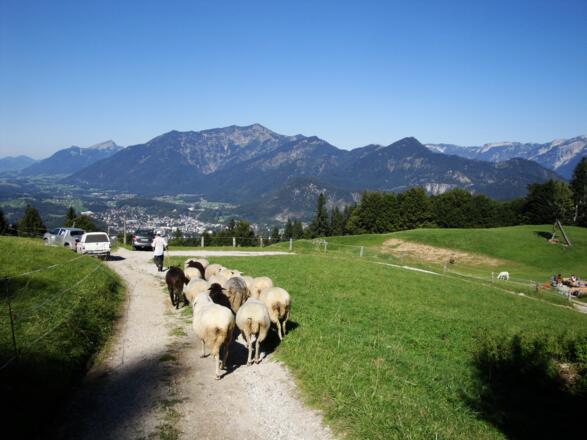 Eine herrliche Aussicht gibt es auch westseitig - Autos: Nur wenige Berechtigte dürfen zur Alm fahren