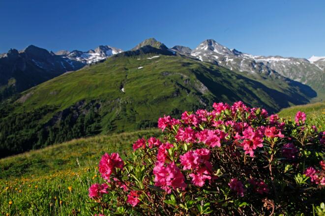 Fast schon kitschig: Almrausch im Anstieg zur Riedingscharte; hinten Kölnbreinspitze (links) &amp; Frauennock (rechts)