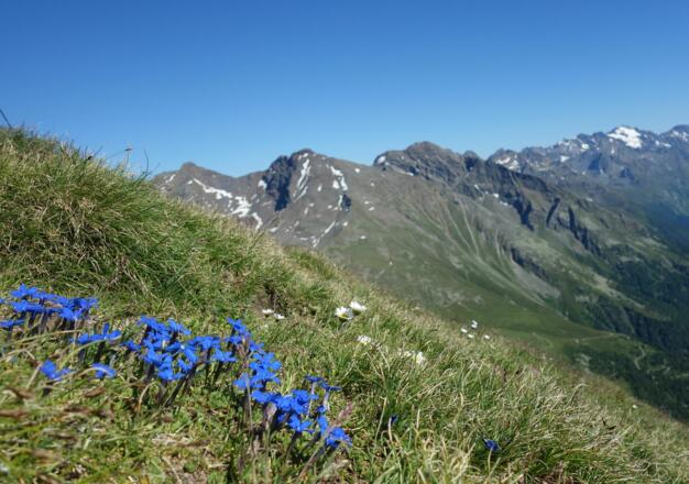 Schusternägele auf dem Gemeindekopf