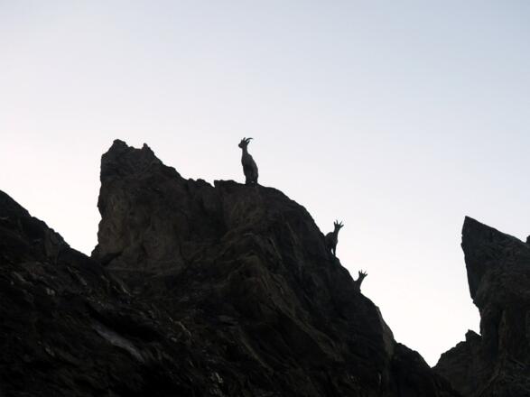 Unter Beobachtung beim Kälberschartle 1791m