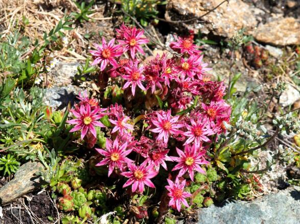 Spinnweben-Hauswurz 2.700m