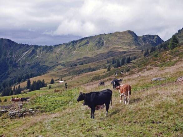 Bei der Inneren Stierhofalpe