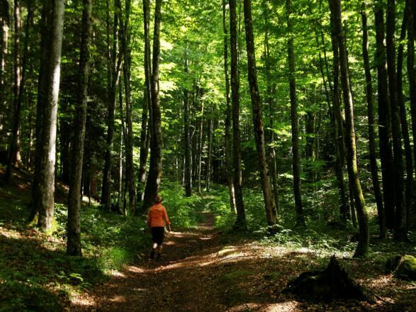 Meist ist der Jubiläumsweg schattig