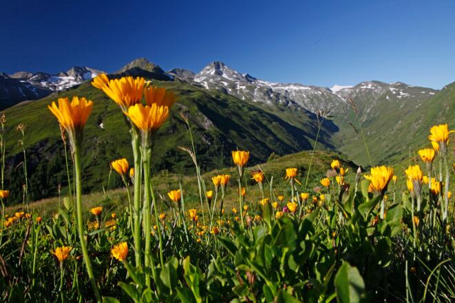 ...Und gleich noch ein paar Frühsommer-Blumen.