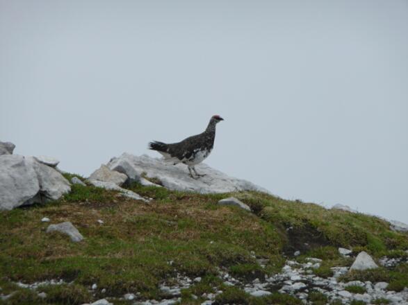 Schneehuhn am Großen Solstein