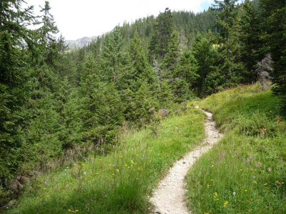 Wald und Blumen-Wiese