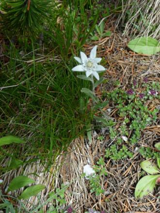 Edelweiss
