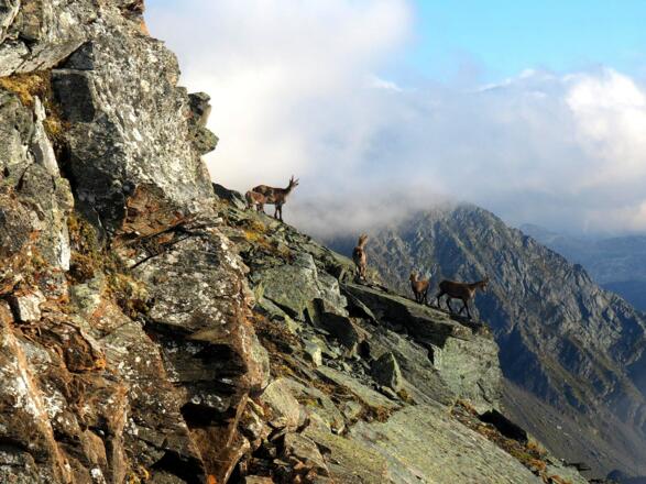 Steinböcke am Gratanstieg