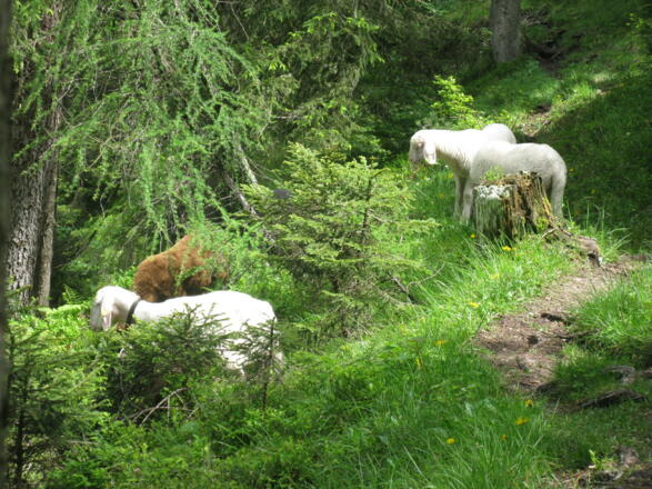 Vorbei an weidenden Schafen