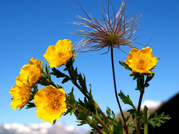 Berghahnenfuß und Alpenanemone
